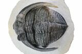 Zlichovaspis Trilobite - Atchana, Morocco #243628-2